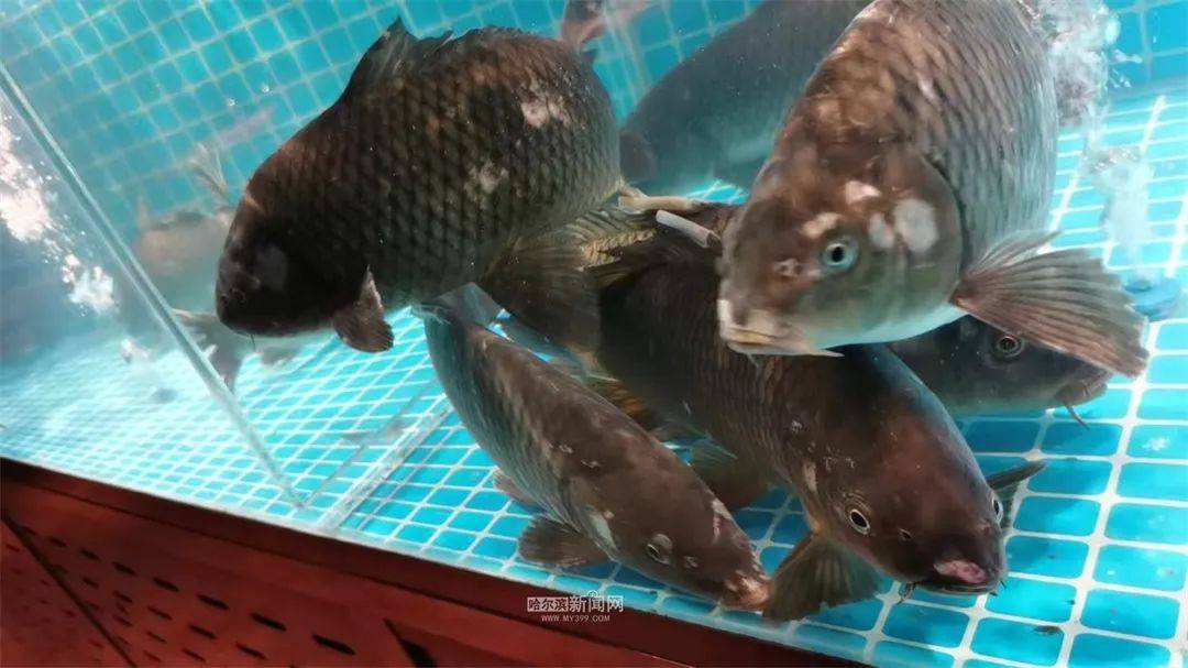 品鱼鲜丨冰城餐桌这样解锁春天的仪式感mg